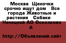 Москва! Щеночки срочно ищут дом - Все города Животные и растения » Собаки   . Ненецкий АО,Осколково д.